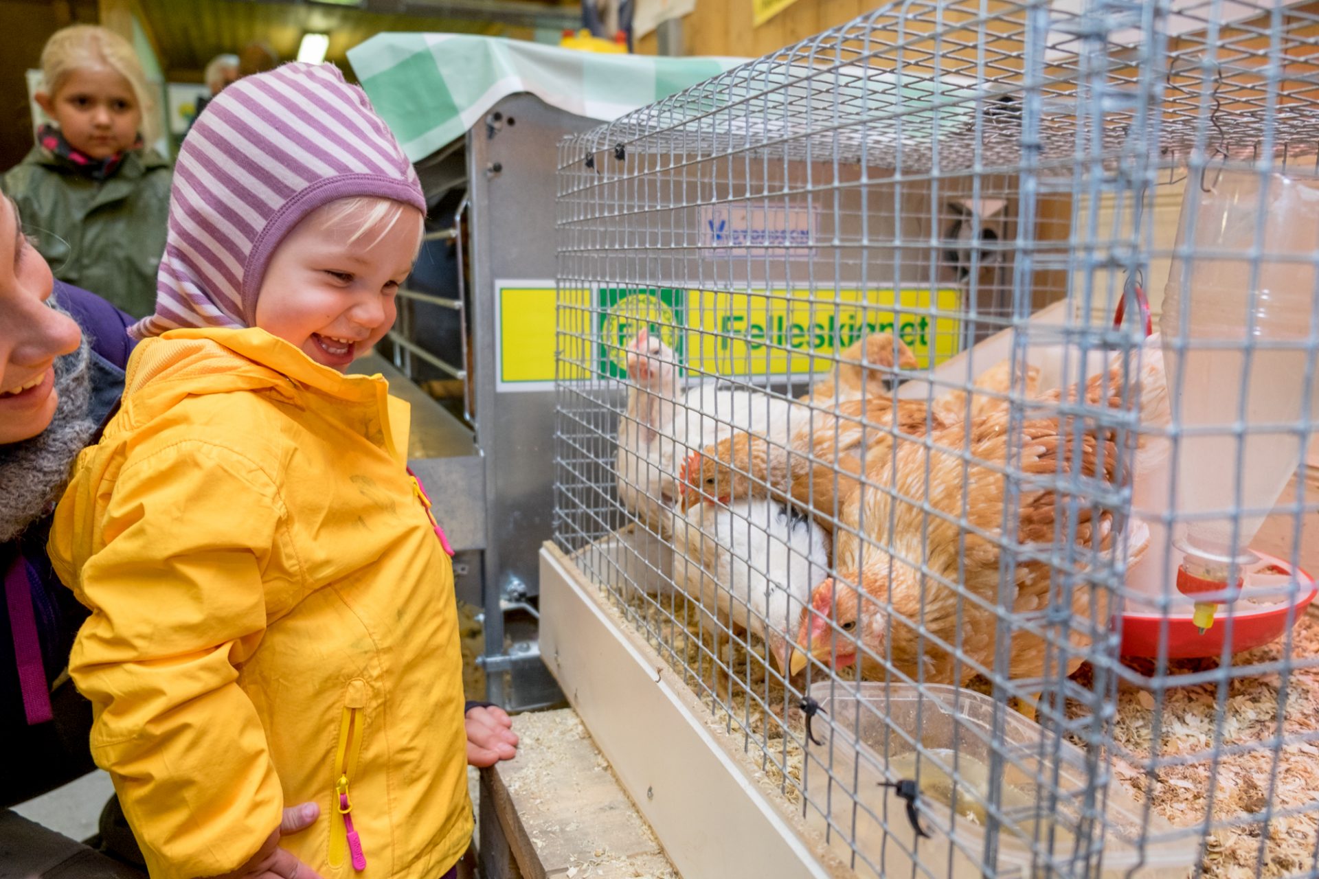 Dyrsku'n er eit eldorado for barn med mange aktivitetar, dyr og kurs.