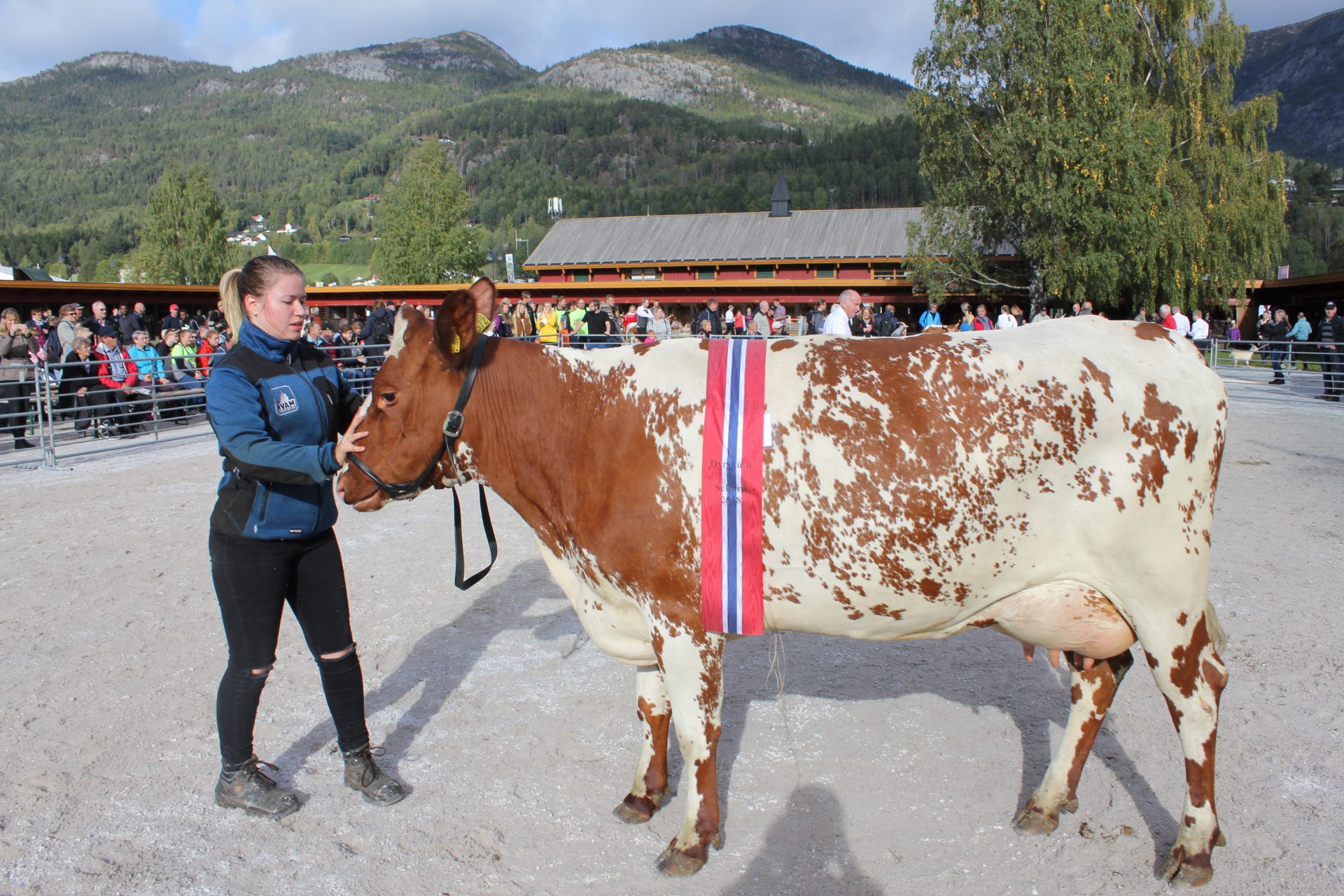 Frå husdyrtevlinga på Dyrsku'n