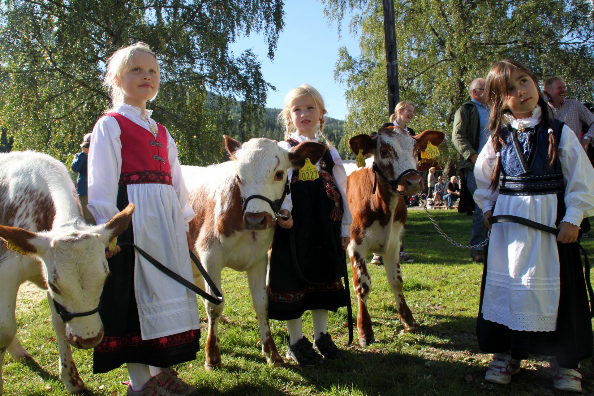 Telemarksfeet er opphavet til Dyrsku'n sidan 1866. Du kan framleis møte den vakre rasen på Dyrsku'n