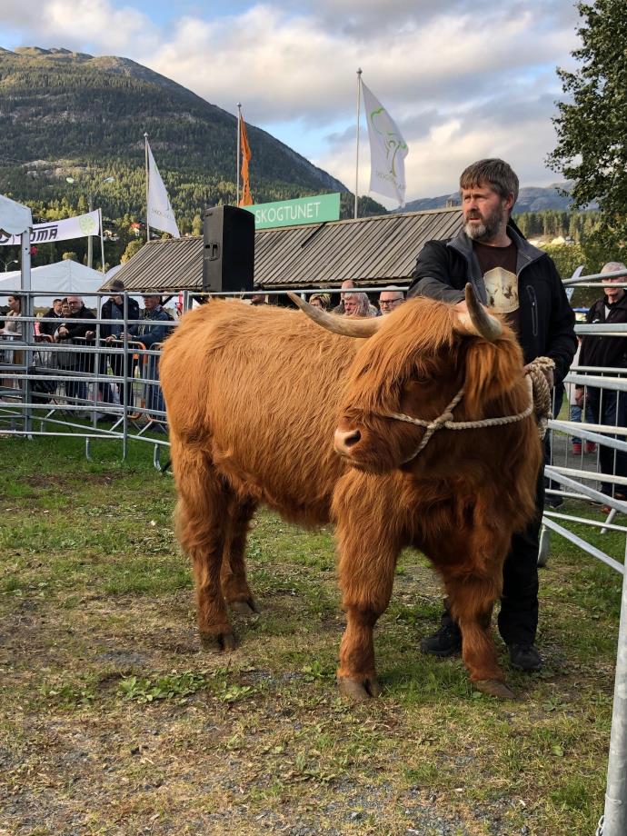 Beste dyr av Highland Cattle