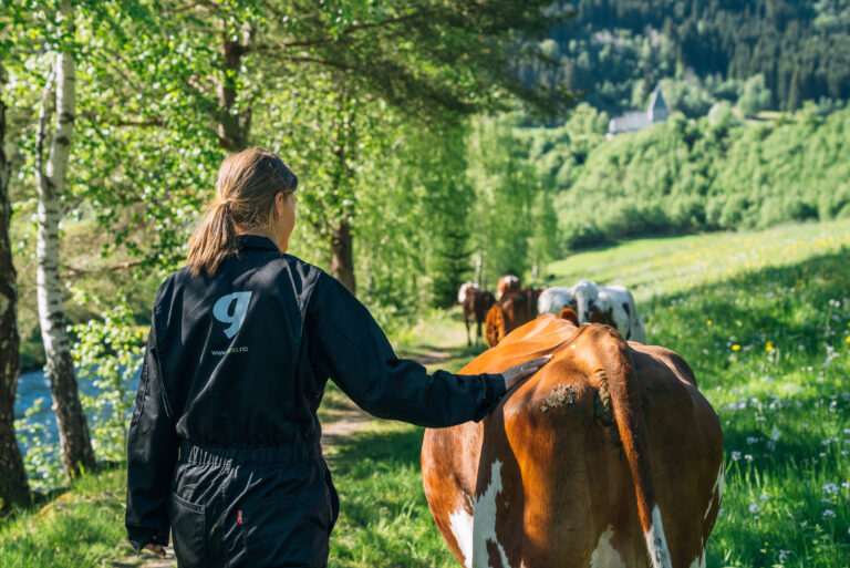 Geno er ein samvirkeorganisasjon som er eigd av 8500 norske storfeprodusentar