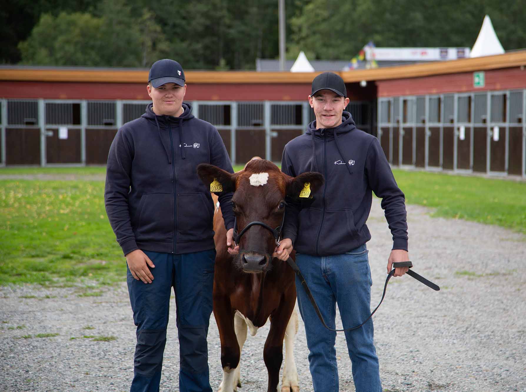 Husdyr utstilling på Dyrskun. To menn som holder en ku.