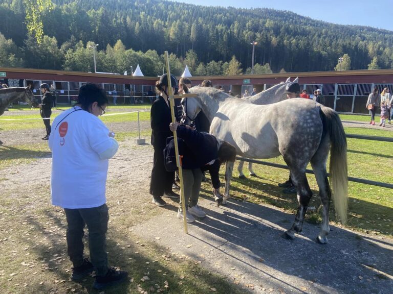 Døming av hest