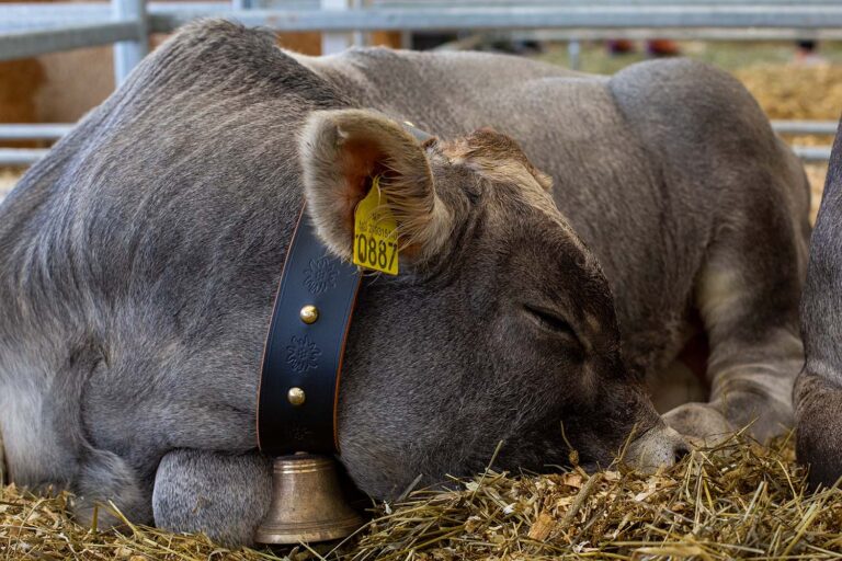 Ku som sover i Husdyrhallen